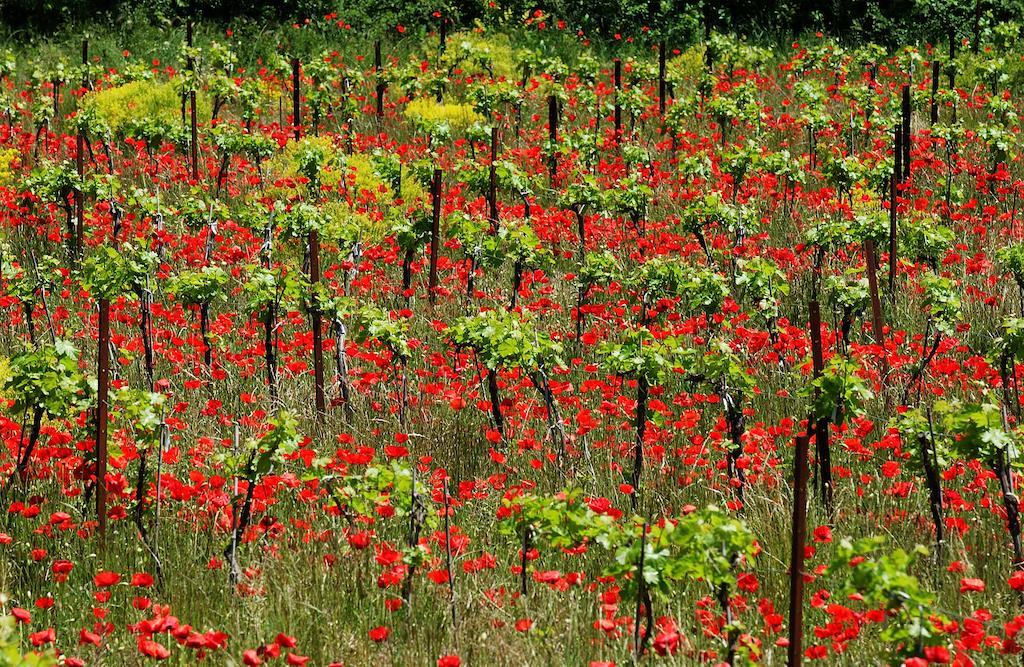 Une Campagne En Provence Bras Exteriör bild